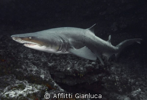 bull sharks by Afflitti Gianluca 